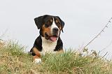GRAND BOUVIER SUISSE 084
